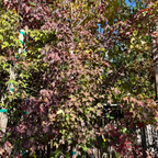 Trident Maple