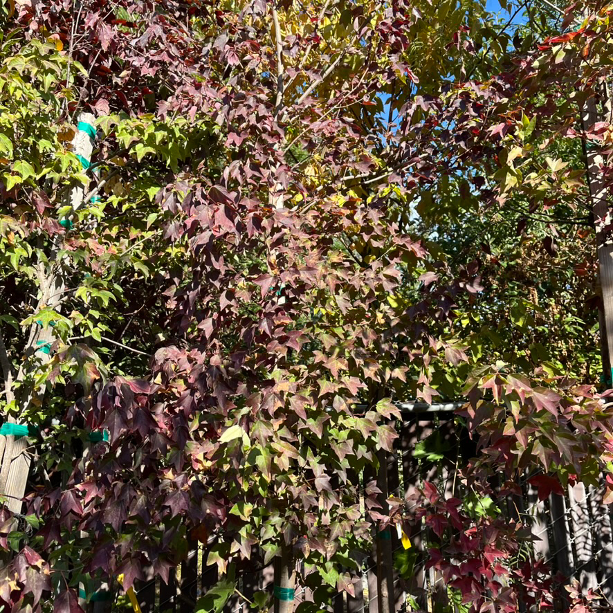 Trident Maple