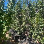 Flavor King Pluot