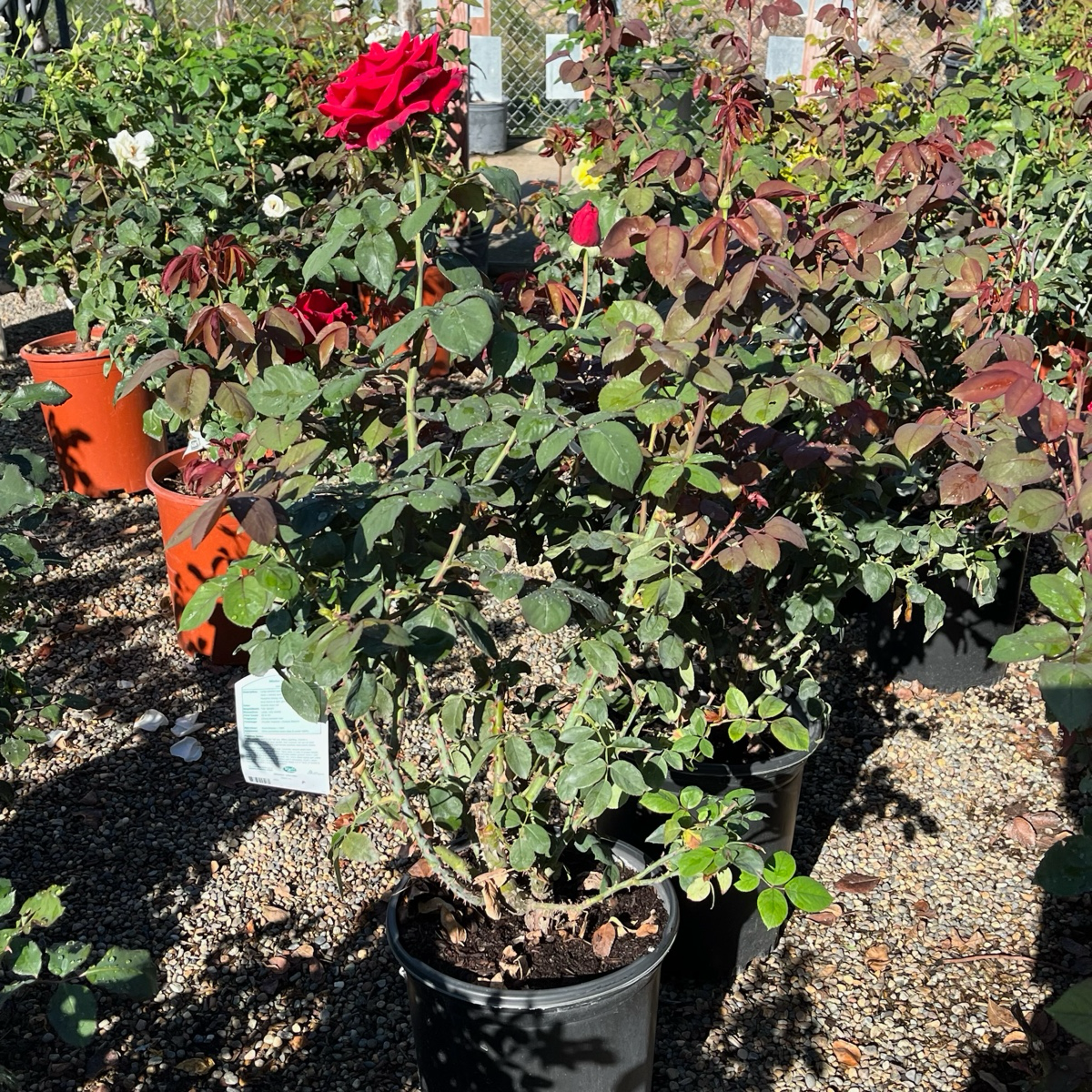 Tea Rose-Black Buck