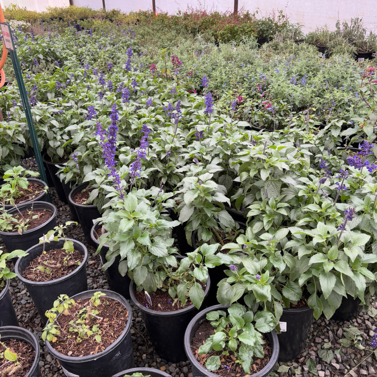 Mystic Spires Blue Salvia 