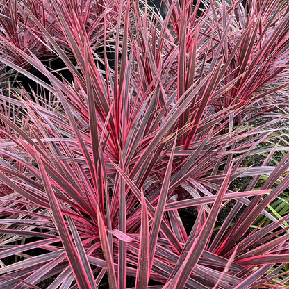 Australian Cordyline - Little Prince Charlie