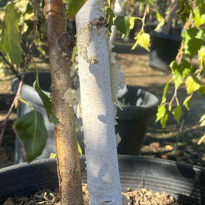 European birch