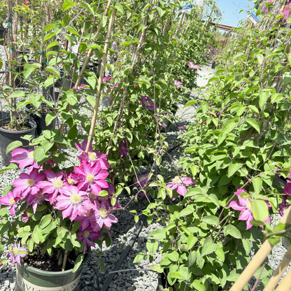 Pink Champagne Clematis