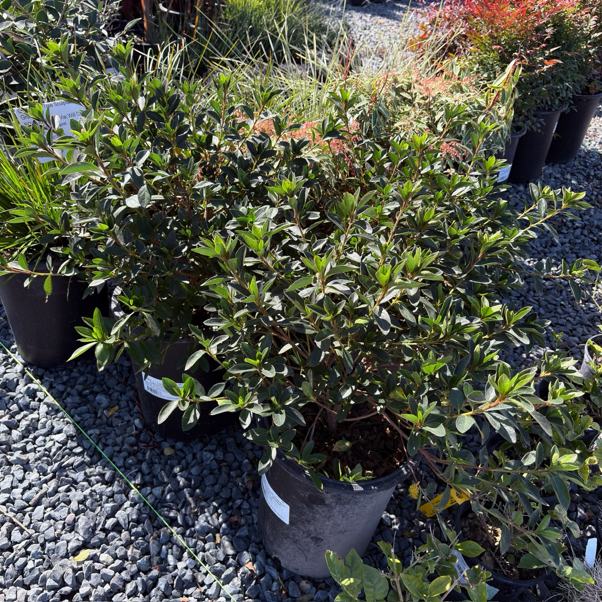 Formosa Azalea
