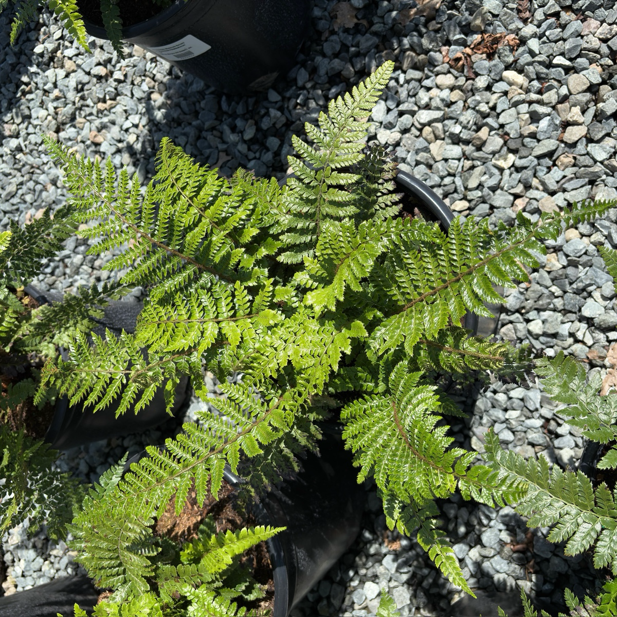 Japanese Tassel Fern