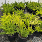 Myer's Asparagus Fern