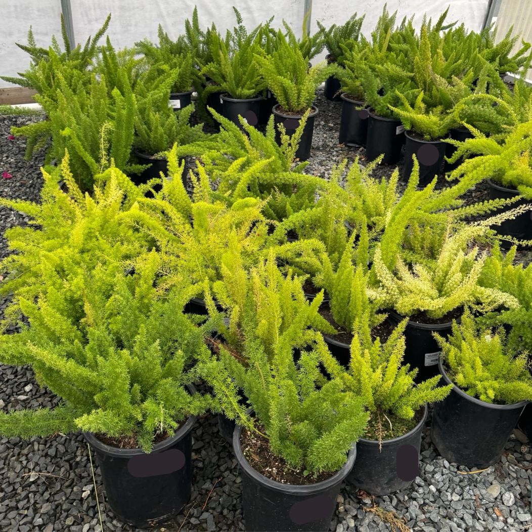 Myer's Asparagus Fern