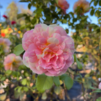 壮花月季-波普艺术