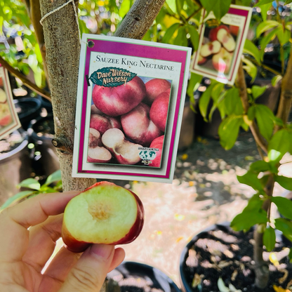 Nectarine Tree-Miya Peach