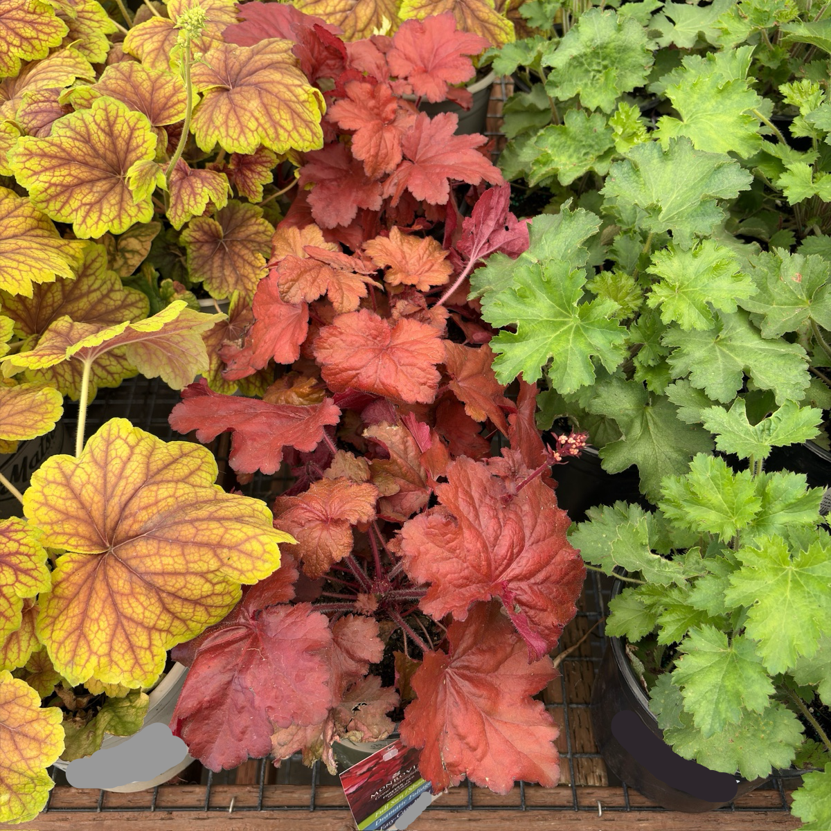 Forever Red Coral Bells