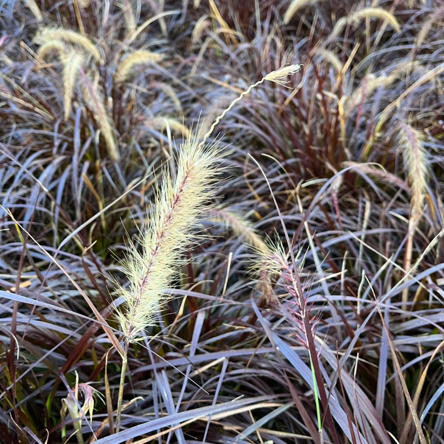 Red Fountain Grass