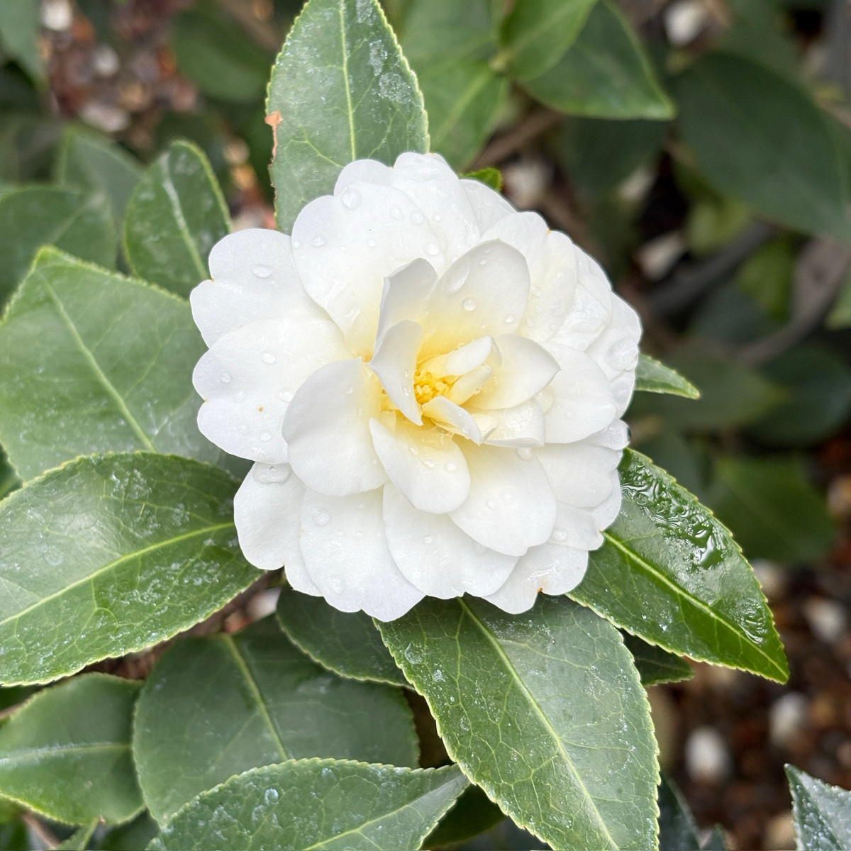Buttermint Camellia