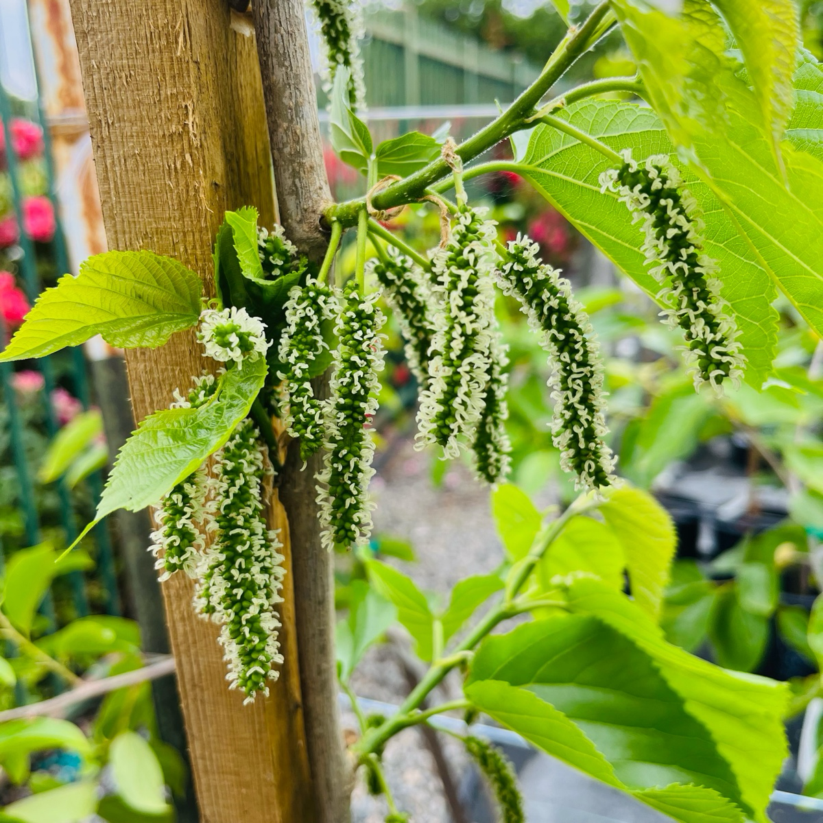 Pakistan Long Mulberry
