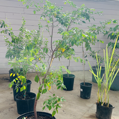 Carambola Tree - Golden Star Fruit