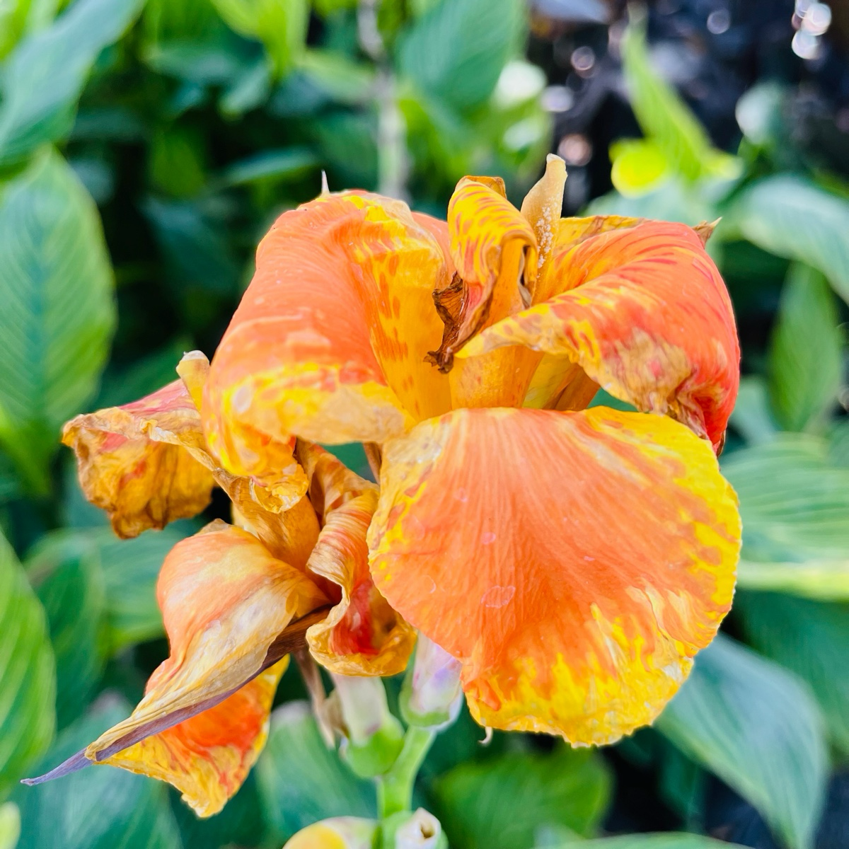 Tropicanna ®Gold Canna Lily