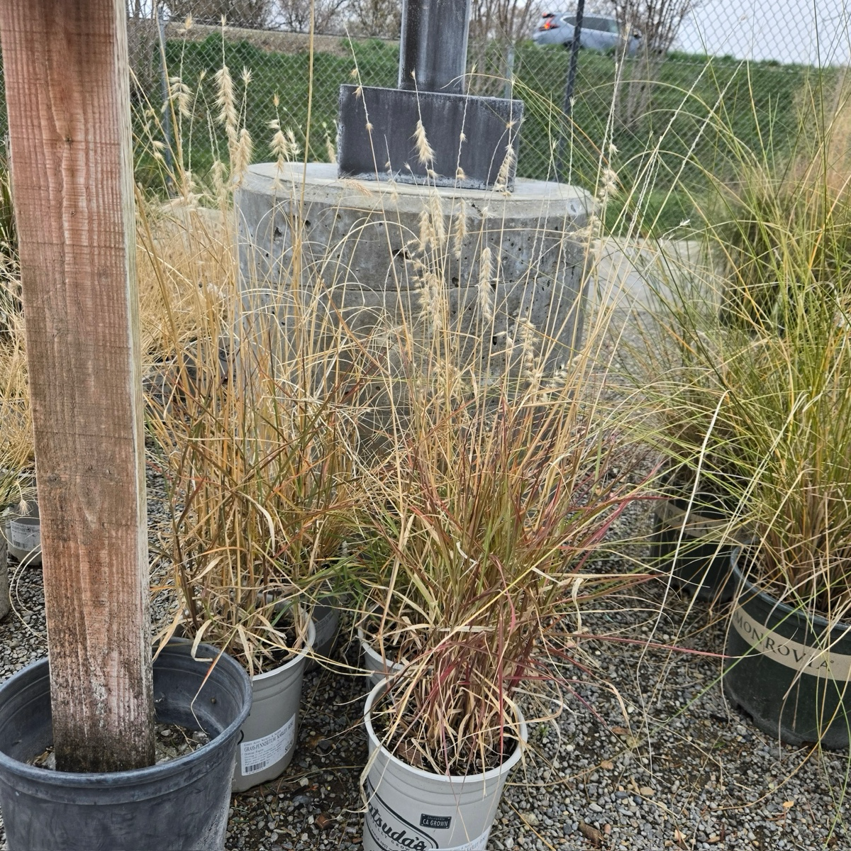 卡莉玫瑰狼尾草