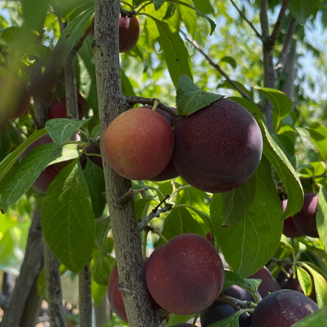Burgundy Plum