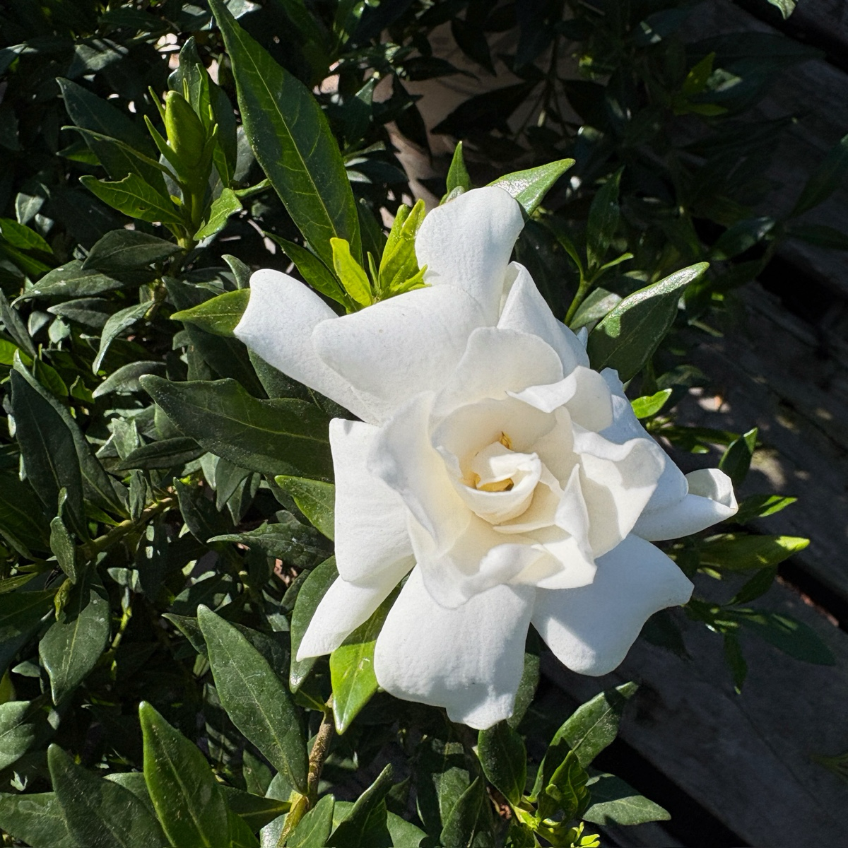 Traling  Gardenia