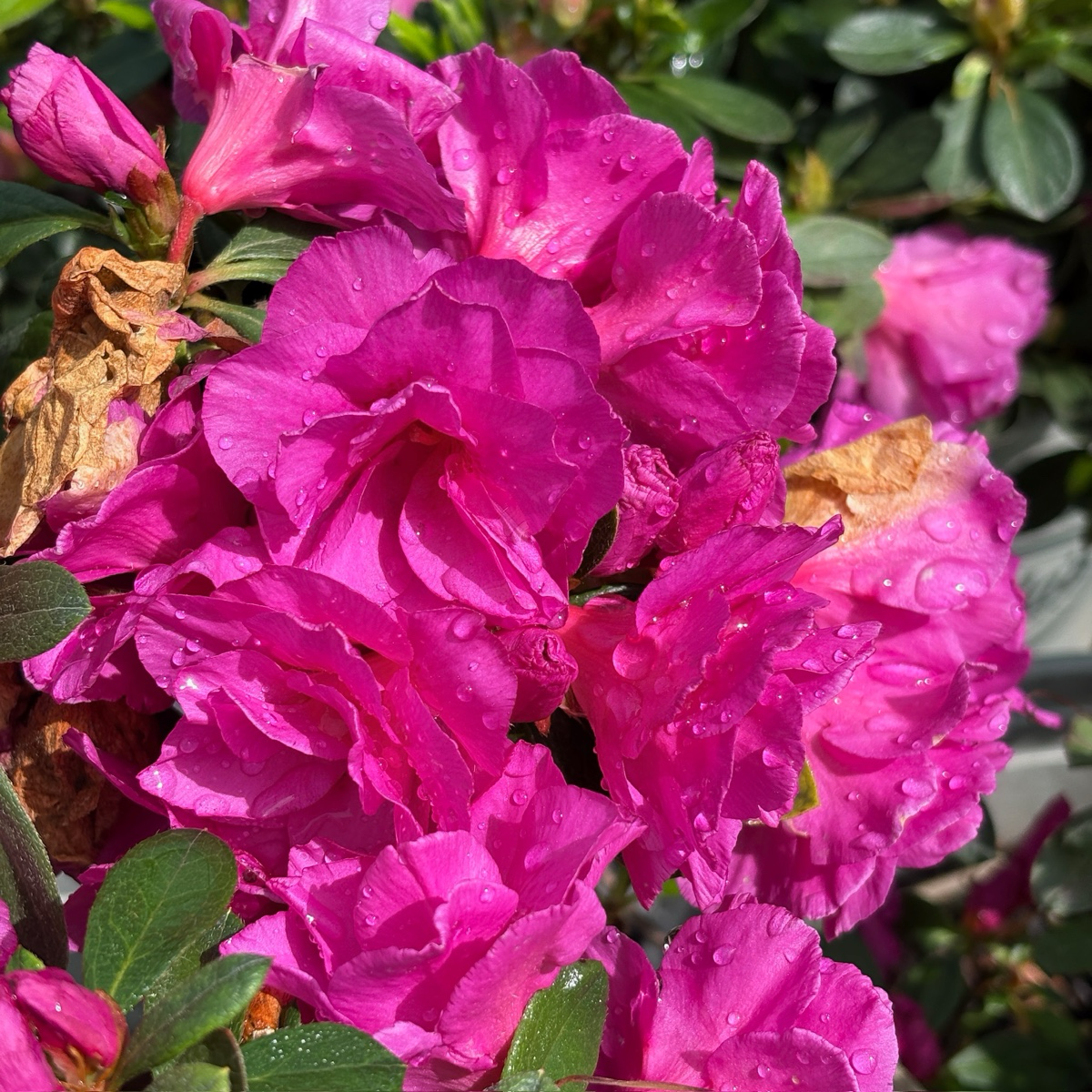 Happy Days Azalea