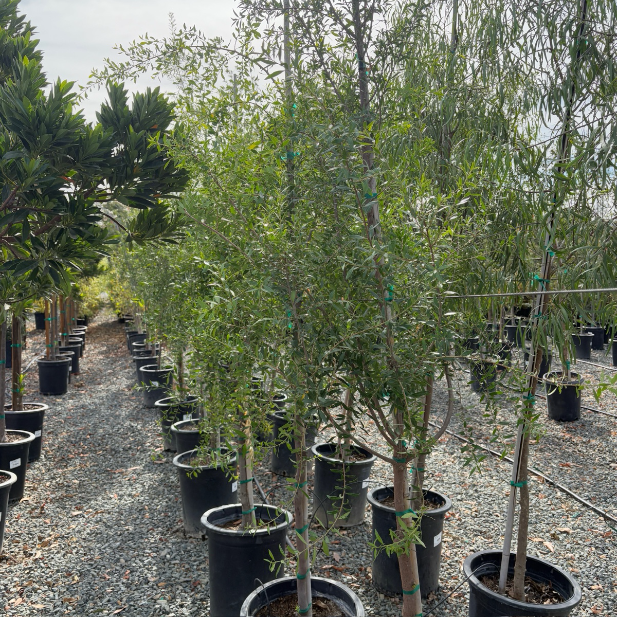 Maytenus boaria 'Green Showers'
