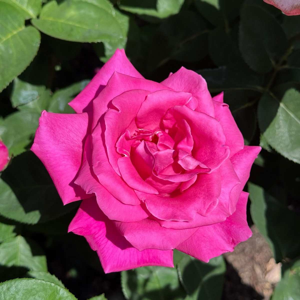 Perfume Factory™ Rose
