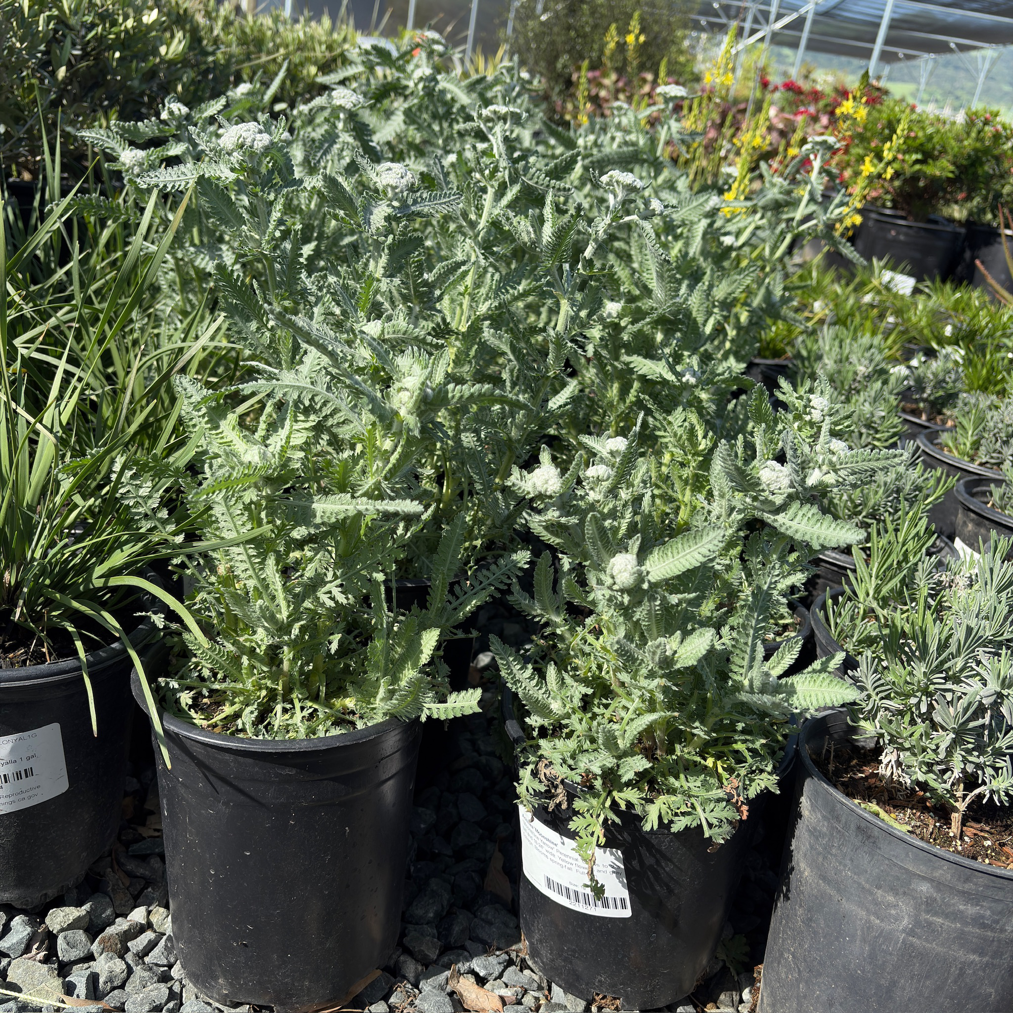 Ground cover plant-Silver Artemisia