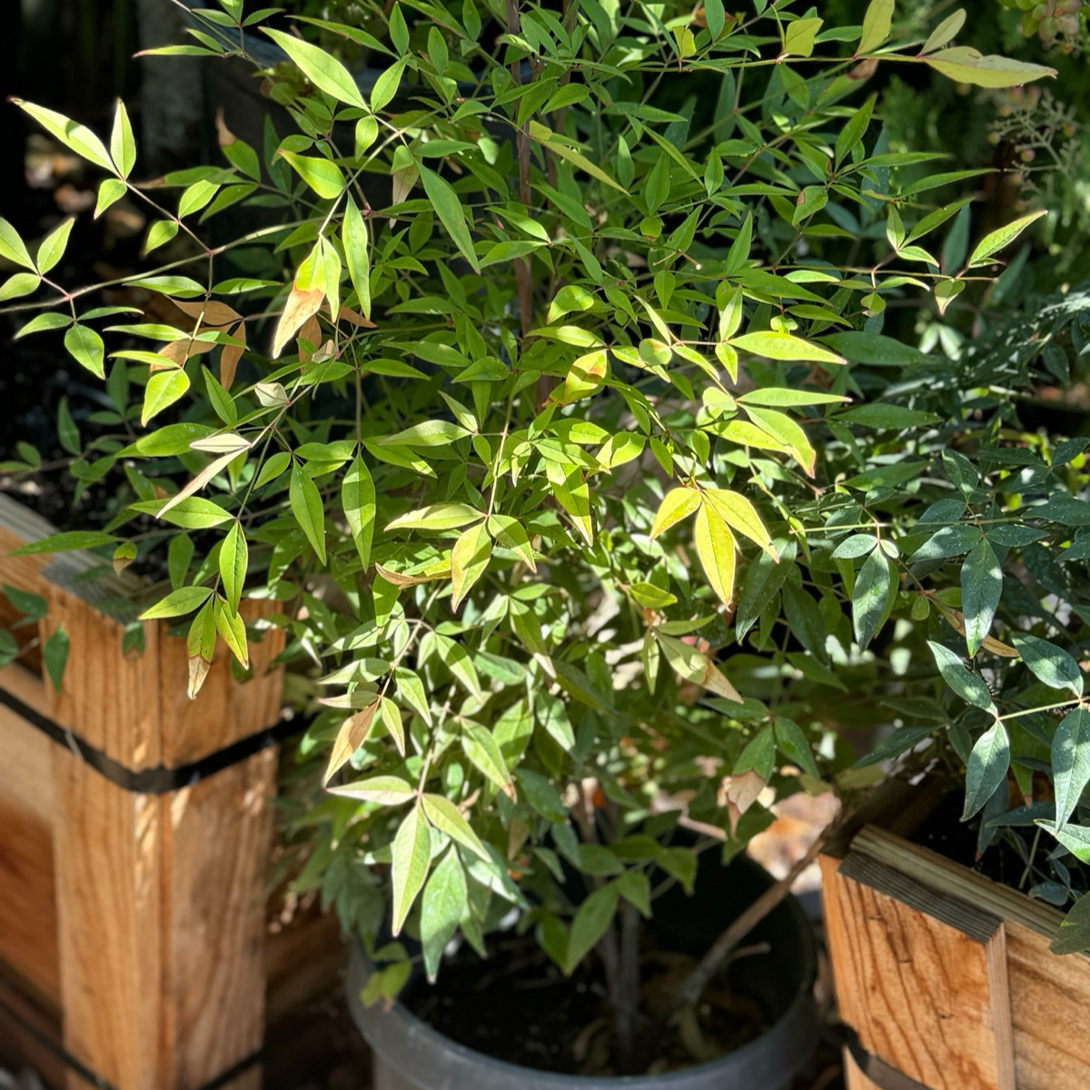 Heavenly Bamboo