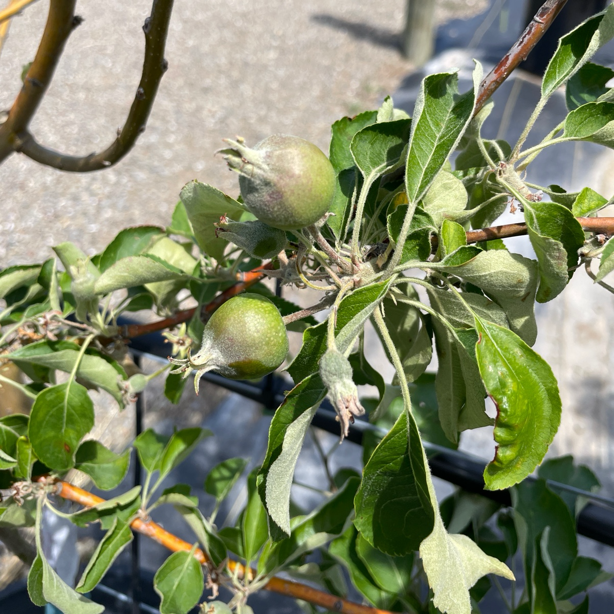 Granny Smith Apple
