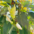 银云含笑花
