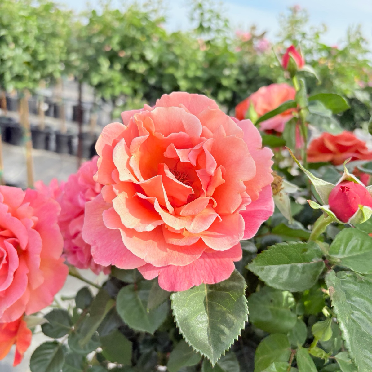 Easy Does It® Rose