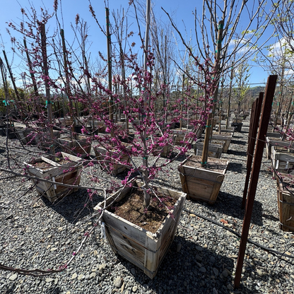 Oklahoma Redbud