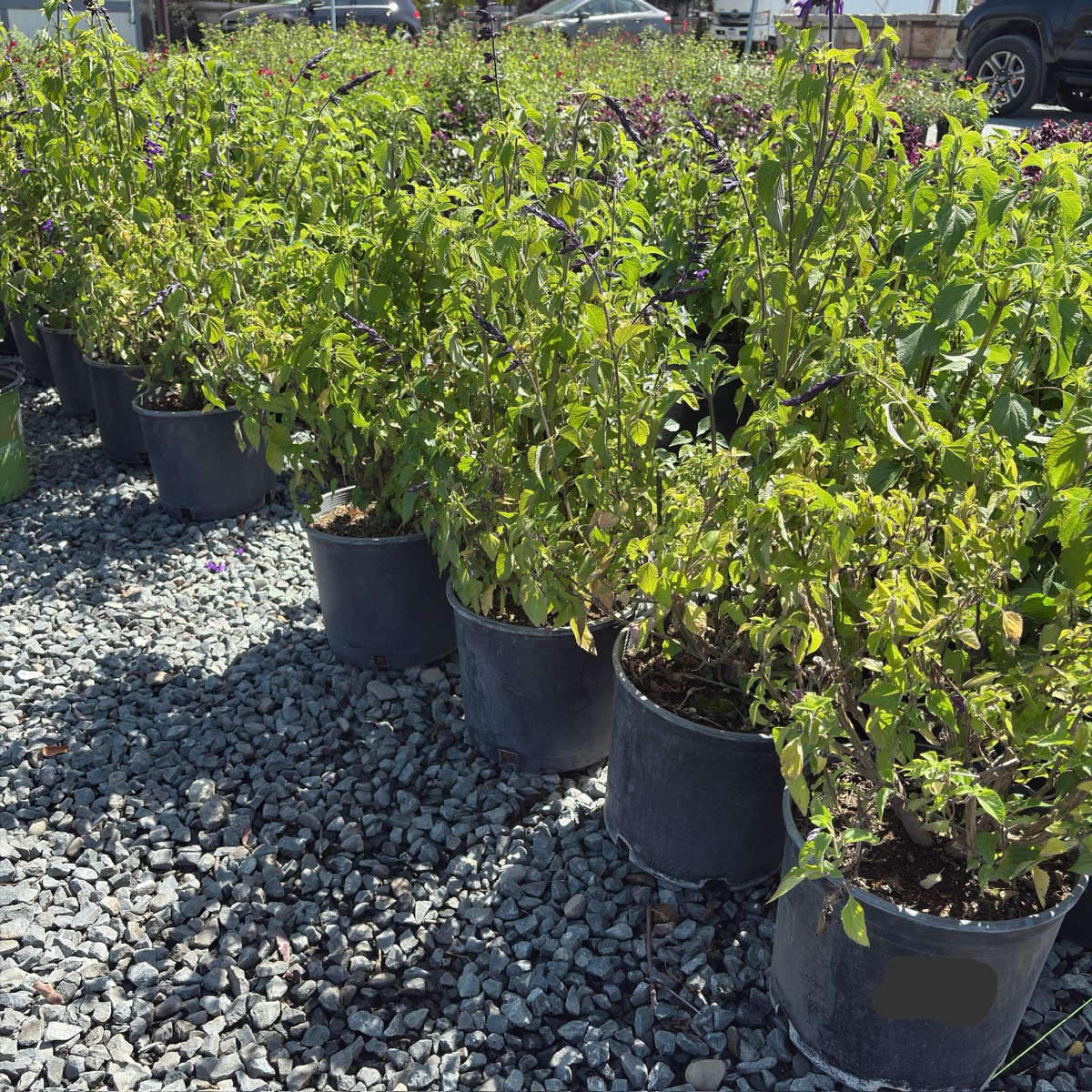 Friendship Sage