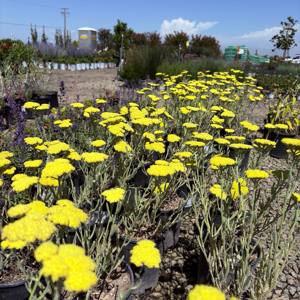Ground cover plant-Silver Artemisia
