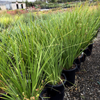 非洲鸢尾-金鸢兰