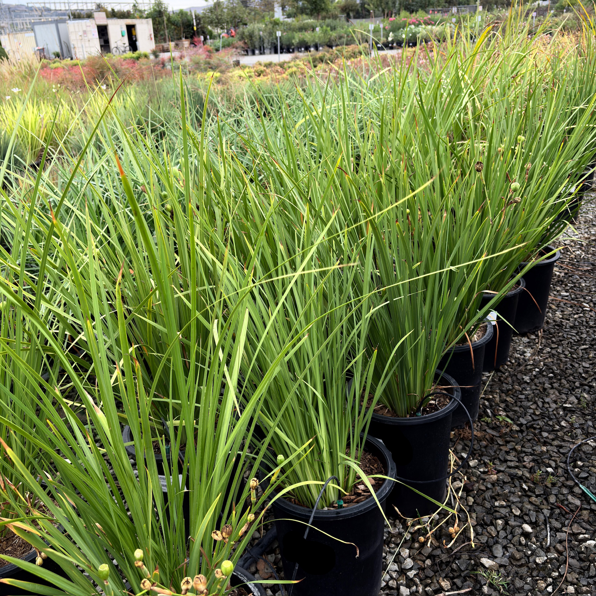 非洲鸢尾-金鸢兰