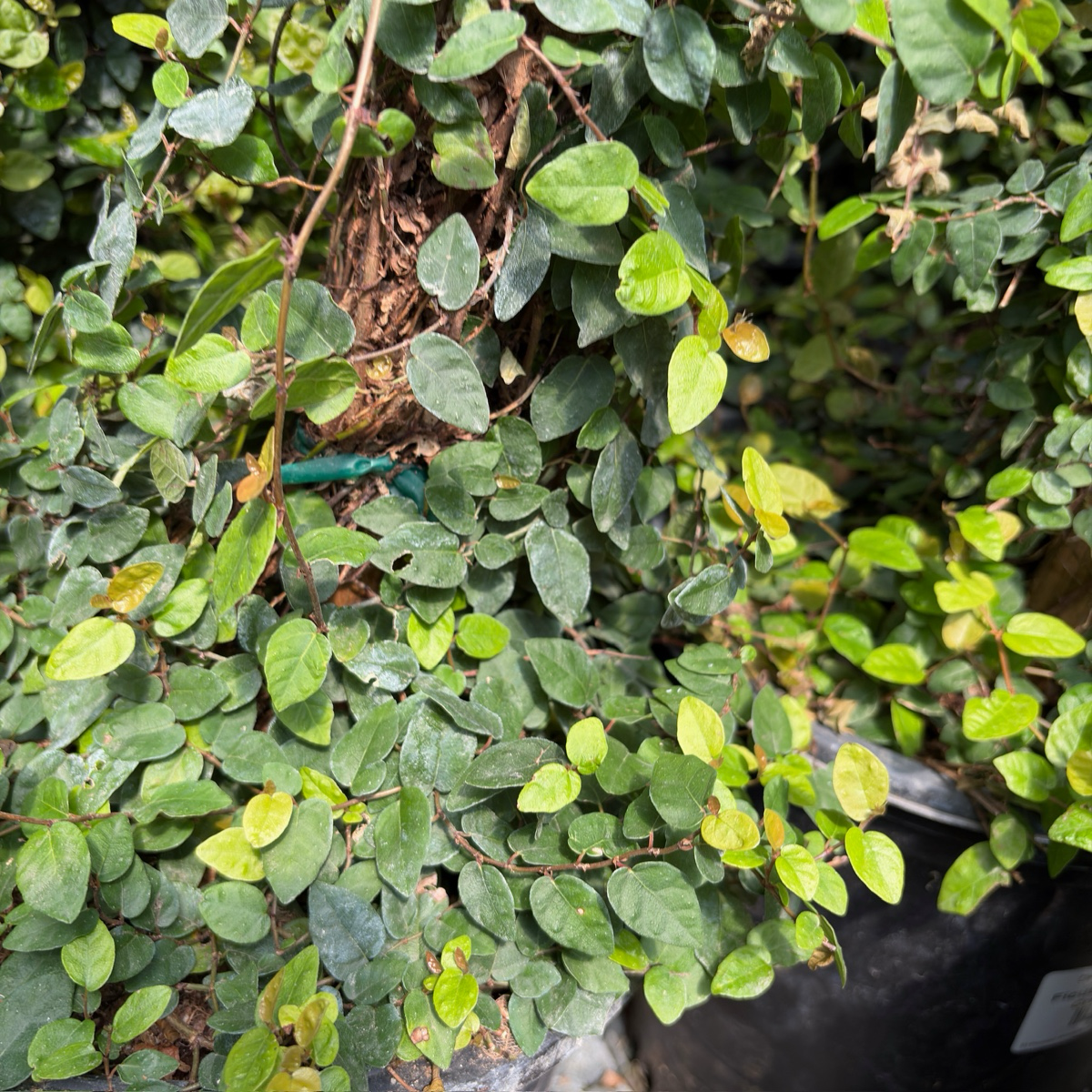 Creeping Fig