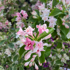 Variegated Dwarf Weigela