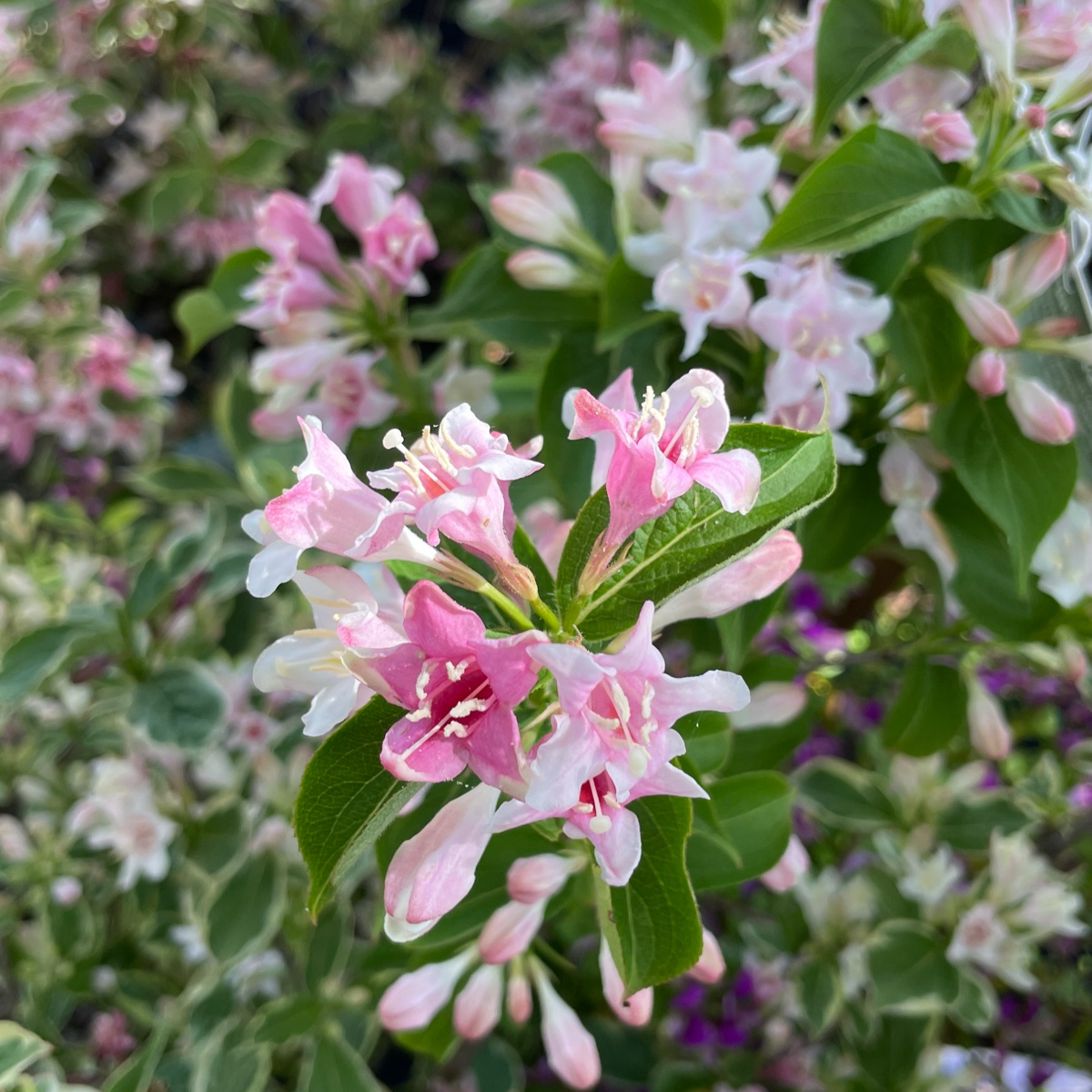 Weigela-Weigela variegated 