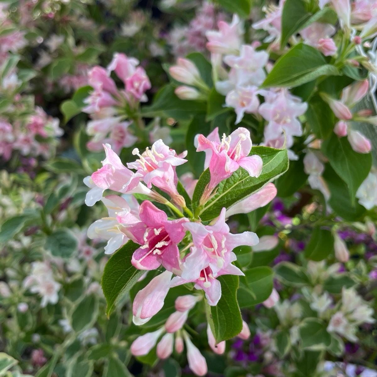Variegated Dwarf Weigela