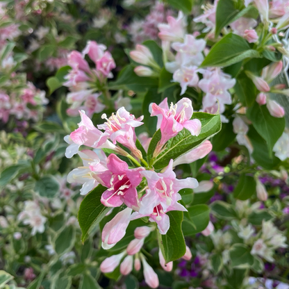 Weigela-Weigela variegated 