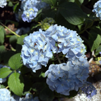 大叶绣球-日光兰