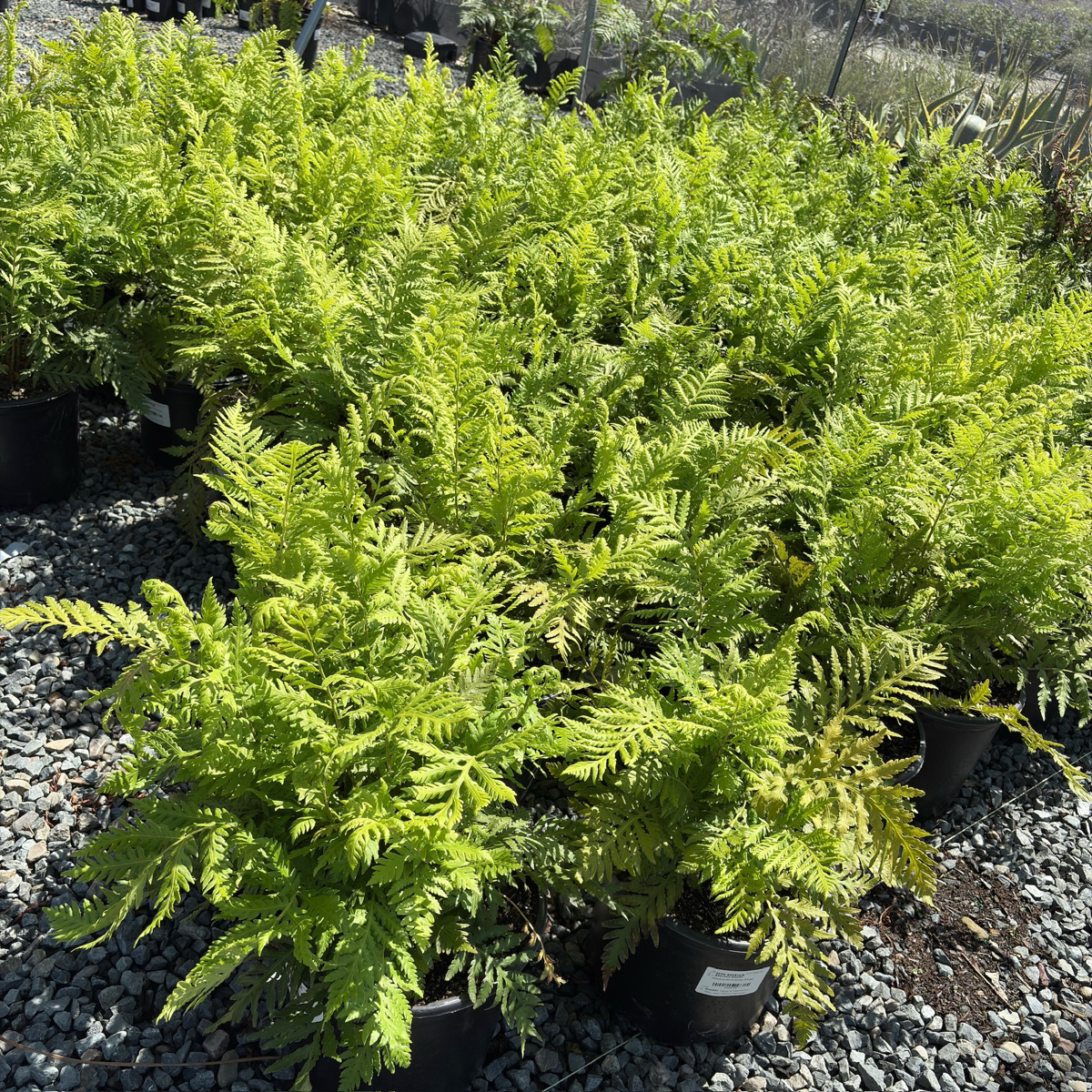 Giant Chain Fern