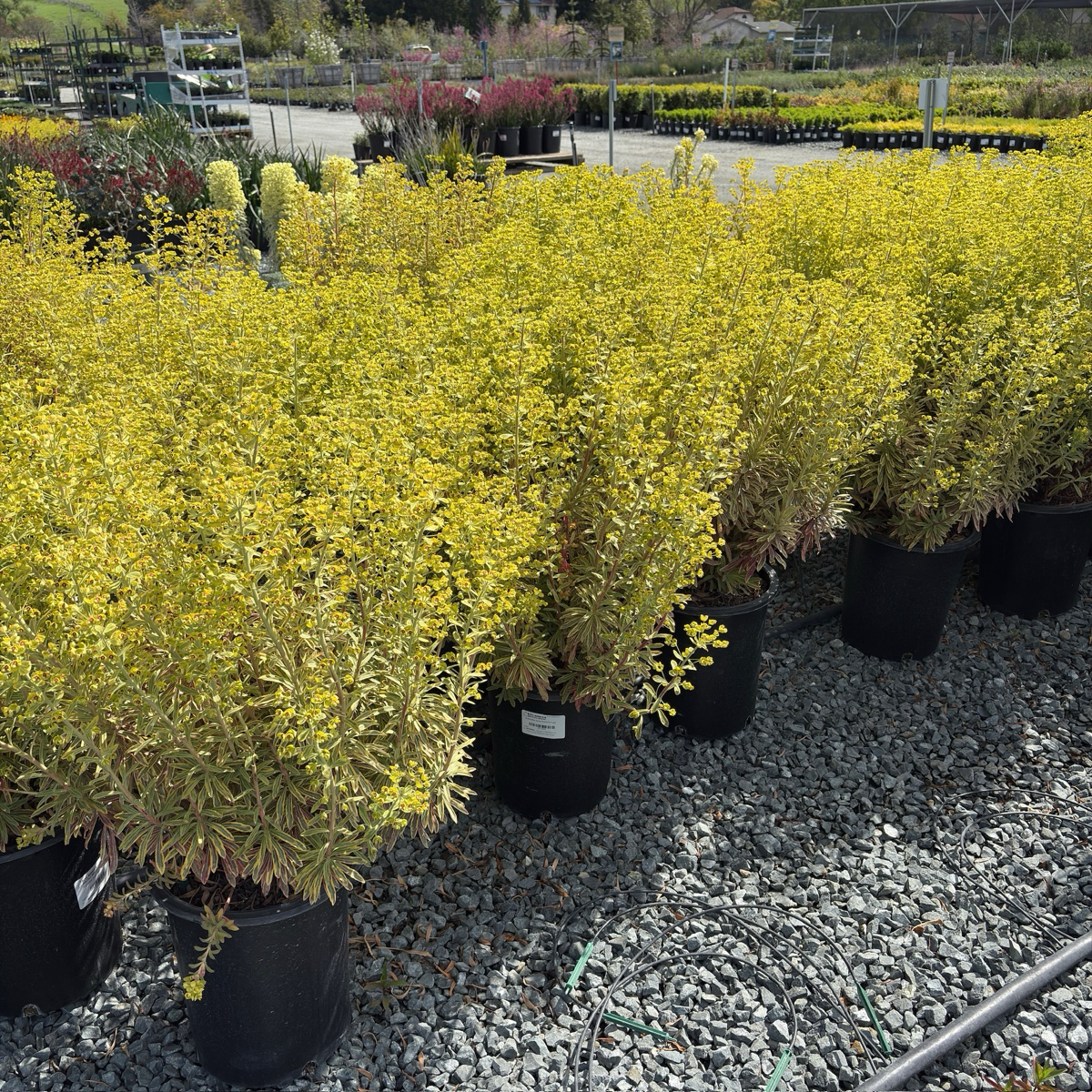 Ascot Rainbow Spurge