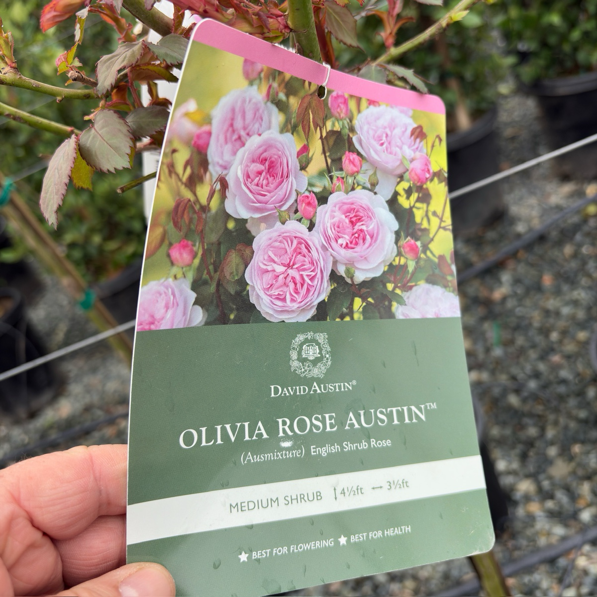 Olivia David Austin Rose