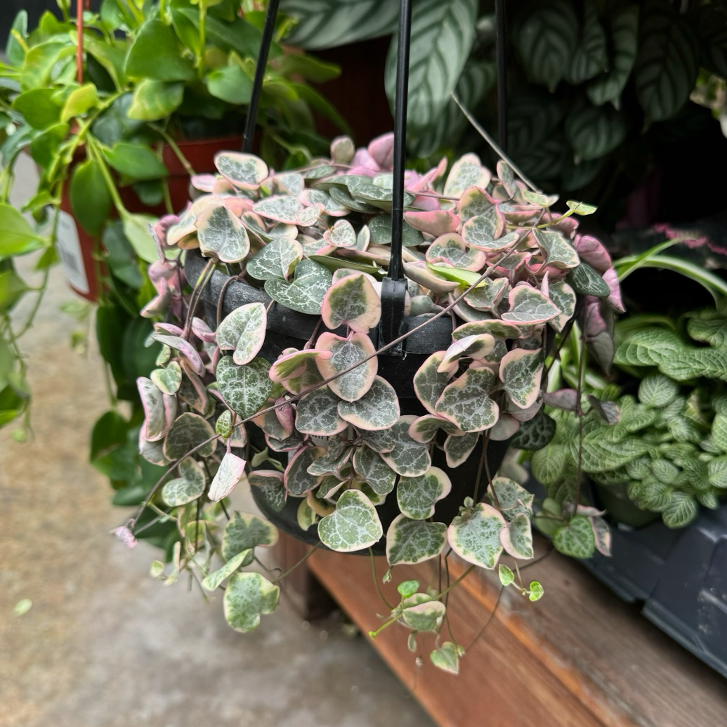 Ceropegia existed
