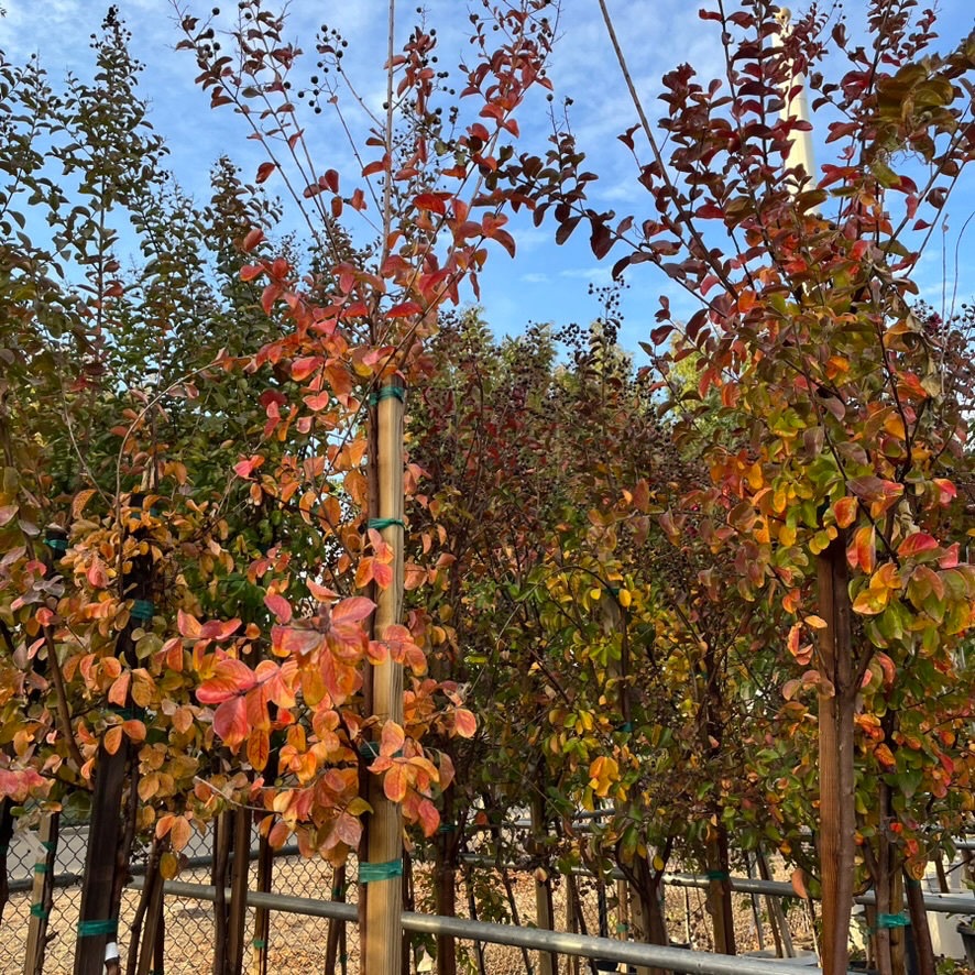 Dynamite Crape Myrtle