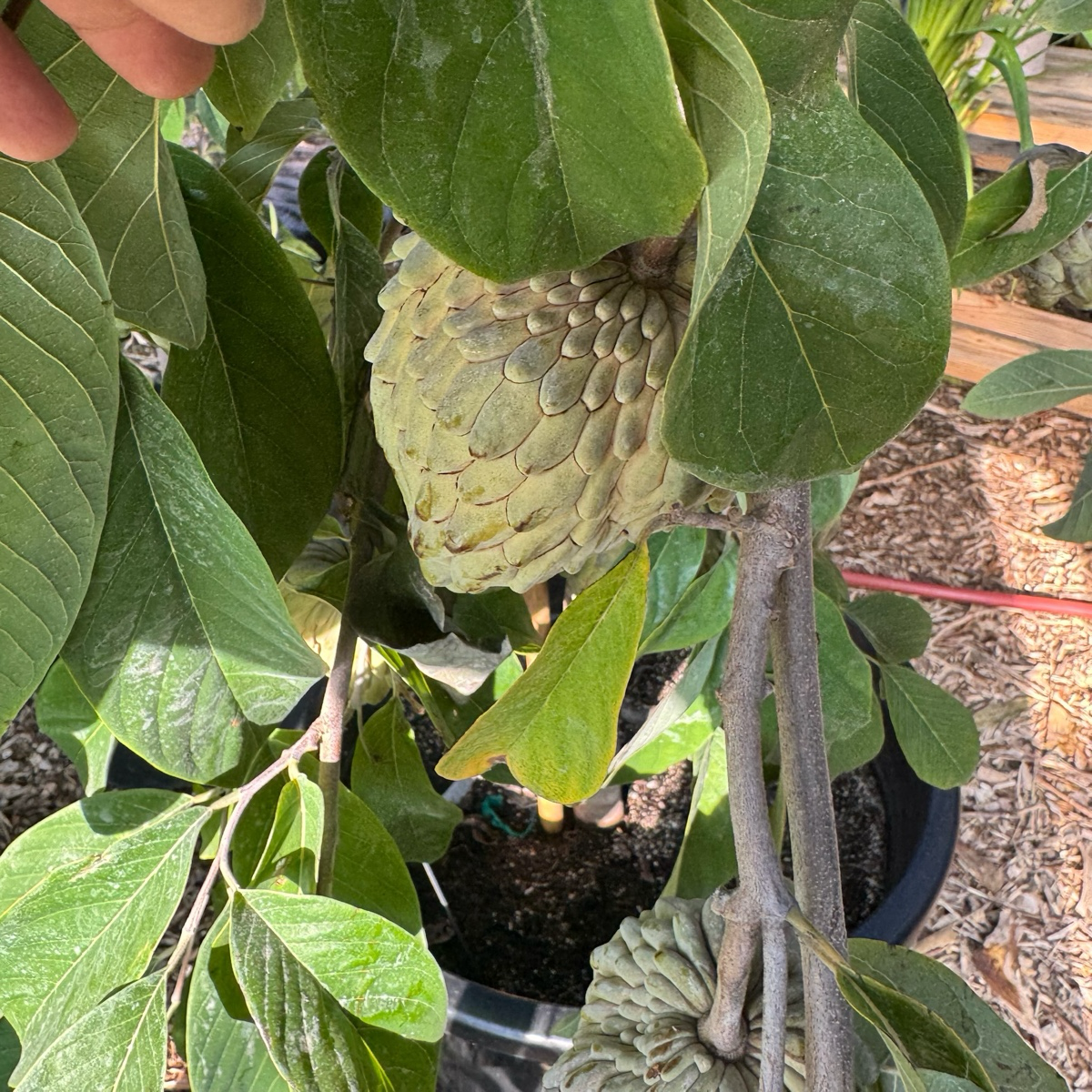 Sugar Apple Tree - Custard Apple