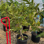番荔枝树-凤梨释迦