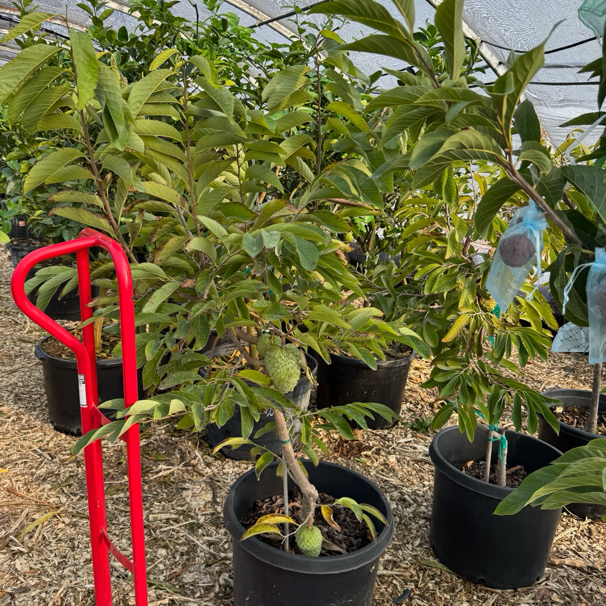番荔枝树-凤梨释迦